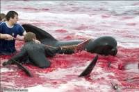 Прекратить убийство Калдеронских дельфинов на Фарерских островах